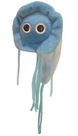 foto Lamblie (Giardia lamblia)